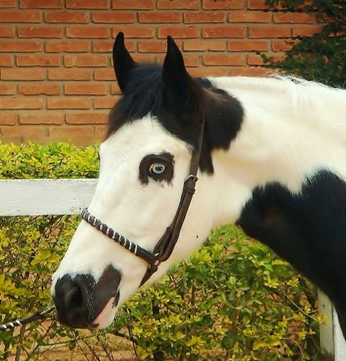 cavalo pampa