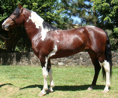 cavalo pampa